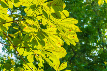 Close-up of beautiful young green chestnut leaves that have opened like a fan against a blurred green background of tree foliage with a swirling bokeh effect. Natural surroundings, environment.