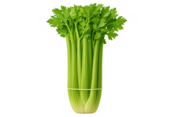 Fresh celery stalks with leaves, tied together, isolated on a transparent background, ready for culinary use