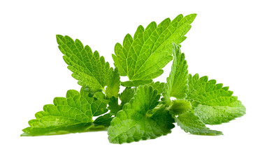 fresh mint leaves