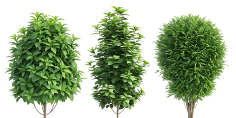 Three green ornamental trees in conical and oval shapes isolated on transparent background