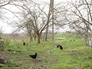Adult chickens and chicks in agricultural conditions.