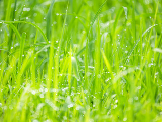 雨上がりに輝く水滴と瑞々しい草原の様子。眩しい日差しの透明感とボケた様子