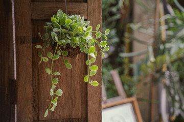 Asclepiadaceae in garden