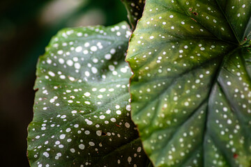 Macro white dotted leaves