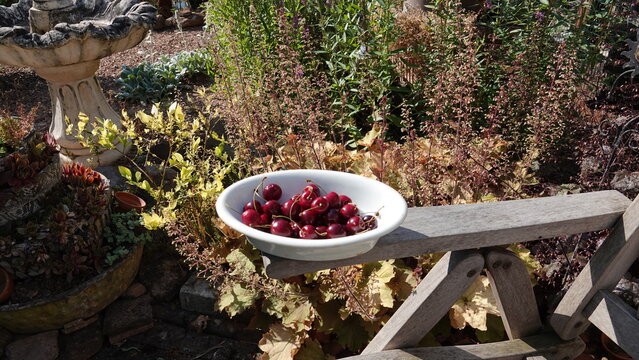 Kirschen aus dem Garten