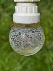 A light bulb in the forest with water collected inside
