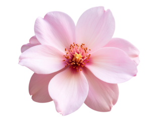 Elegant pink flower with delicate petals on a transparent background