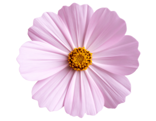 Elegant pink flower with delicate petals on a transparent background