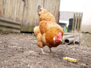 Adult chickens and chicks in agricultural conditions.