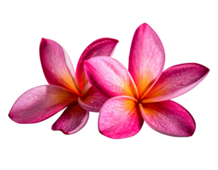 Elegant pink plumeria flowers on a dark background