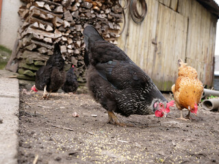 Adult chickens and chicks in agricultural conditions.