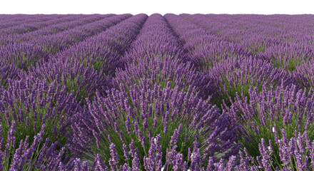 Obraz premium Vast field of blooming lavender flowers with vibrant purple florets on green stems, captured in an ultra photorealistic slightly high angle shot against a transparent background with no shadows,