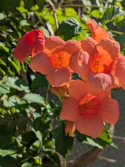 Cluster of vibrant orange trumpet-shaped flowers in full bloom, bathed in sunlight, surrounded by lush green foliage in a garden setting, showcasing natural beauty and vivid colors.
