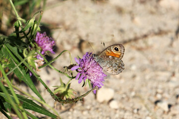 le papillon sur la fleur