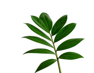 Fototapeta premium Fresh green plant stem with vibrant leaves