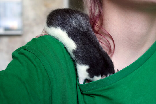 Rat hiding in a girl's T-shirt. A curious black rat crawling on a girl's shoulders