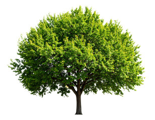 _Lush green tree with vibrant foliage 