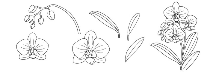 Vector illustration of a blossoming orchid branch featuring multiple,Hand drawn orchid flower set, branch, bud, flower, leaves, Orchid set for invitations, designs, cards doodle style.