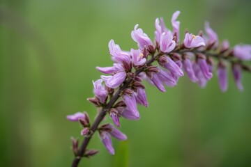 Obraz premium Germany , old broken willow (Salix fragilis), flowering purple loosestrife (Lythrum salicaria)