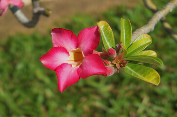 Adenium obesum (Desert Rose) coral -white blossom .Closeup photo outdoors. Summer flowering...