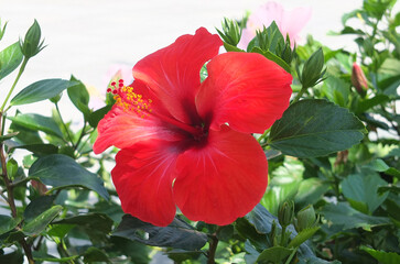Closeup red hibiscus flower ,green leaves and buds. Gardening, growing,planting,landscaping...