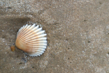 shell on the beach