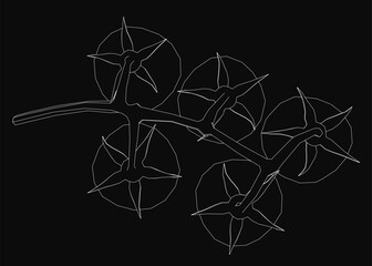 Fototapeta premium A white line art illustration of a tomato branch with detailed leaves and fruits in a minimalist contour style. The vector graphic features clean outlines against a solid black background