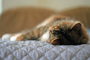 Beautiful red-gray cat lying on sofa close-up. Head of a cat lying on the gray a blanket