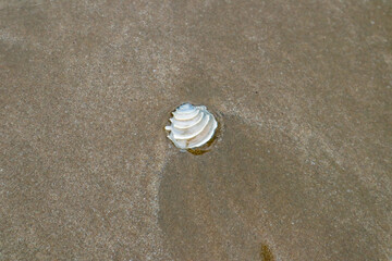 seashell on the beach