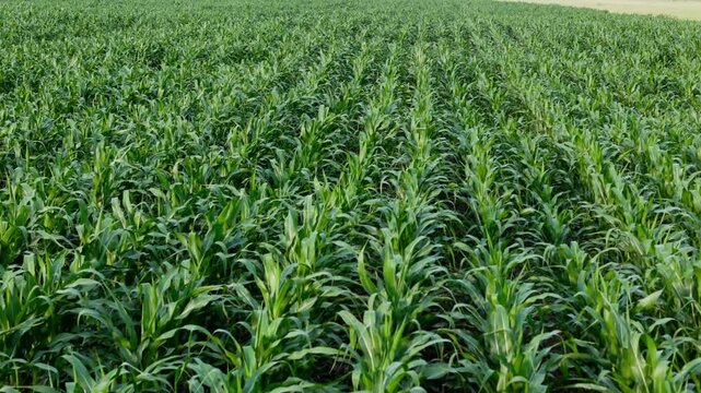 Aerial view of a cornfield under sustainable farming practices in the Midwest. Crop rows aligned in precision agriculture