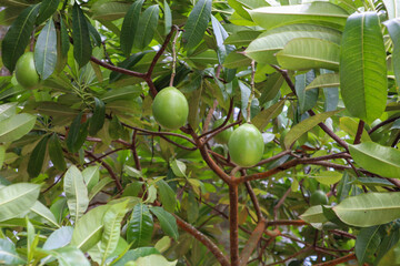 Alstonia scholaris plant