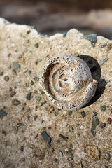 snail or hermit crab house