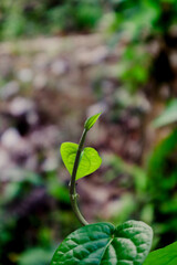 green plant in the garden