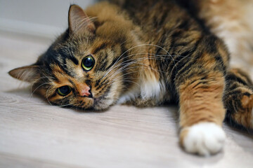 Beautiful red-gray cat lying on sofa close-up. Head of a cat lying on the gray a blanket