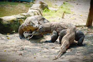 Two Komodo dragons walk close to each other on sandy ground under trees, their large scaly bodies and long tails making them look fierce and powerful.
