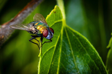 Green Bottle Fly Perched on a Leaf