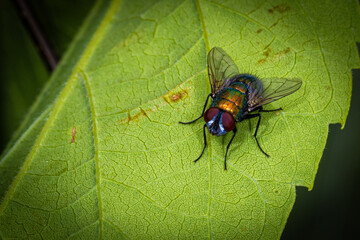 Green Bottle Fly Perched on a Leaf