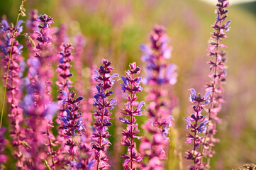 Fototapeta premium Purple sage flowers blooms in the summer meadow.
