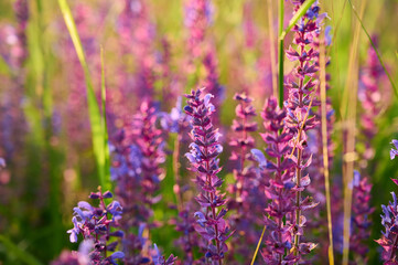 Purple sage flowers blooms in the summer meadow.