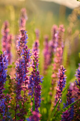 Purple sage flowers blooms in the summer meadow.