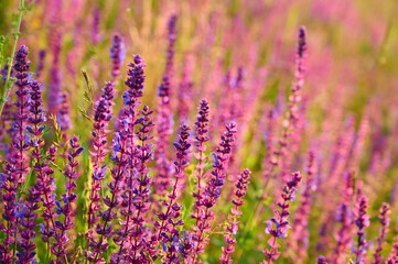 Purple sage flowers blooms in the summer meadow.