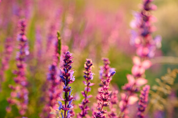 Obraz premium Purple sage flowers blooms in the summer meadow.