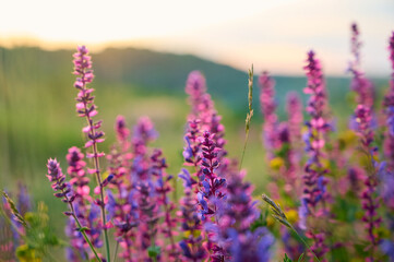 Purple sage flowers blooms in the summer meadow.