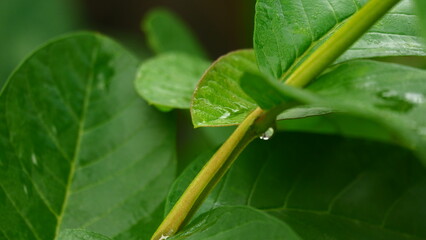 Macro Shot of Fresh Green Leaf with Water Droplets