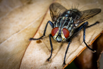 Flesh Fly with Red Eyes on a Dry Leaf
