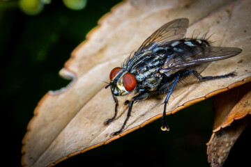 Flesh Fly with Red Eyes on a Dry Leaf
