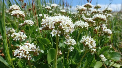 Fototapeta premium Close-up view of clusters of small, white flowers.