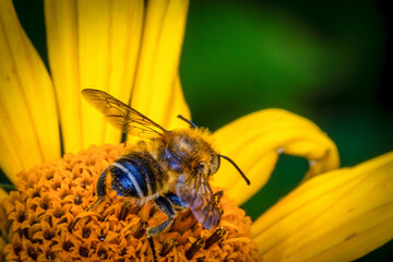  Bee Gathering Nectar on a Vibrant Yellow Flower