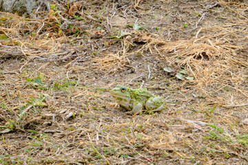 A vibrant green edible frog rests near water, showcasing its moist skin, bulging eyes, and strong legs for jumping.
