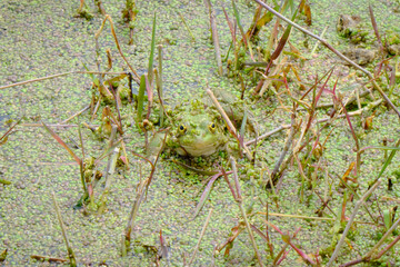 A vibrant green edible frog rests in the water, showcasing its moist skin, bulging eyes, and strong legs for jumping.